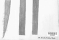 Puccinia iridis image